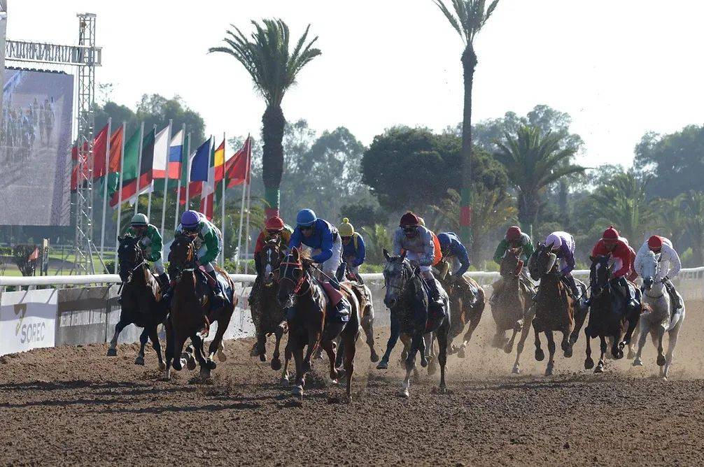 摩洛哥选手在马术比赛中取得极佳成绩 摩洛哥选手在马术比赛中取得极佳成绩