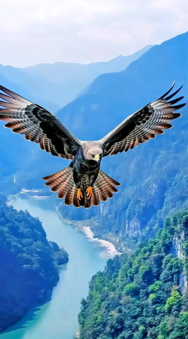 老鹰连胜，士气高涨的简单介绍